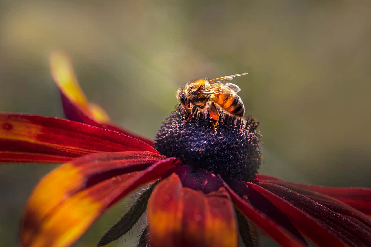 Mining Beeon Echinacea Flower Wallpaper