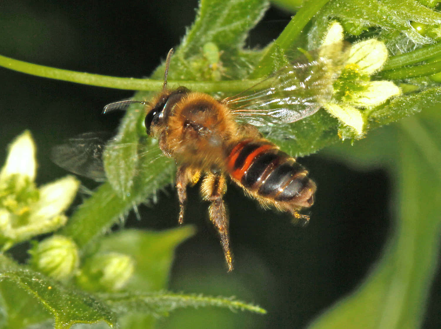 Mining Beeon Flower Wallpaper