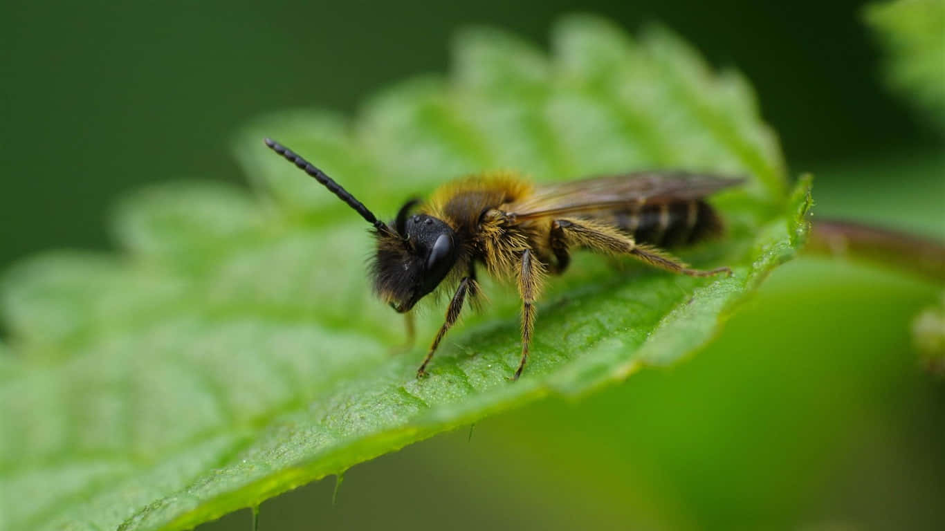 Mining Beeon Green Leaf Wallpaper