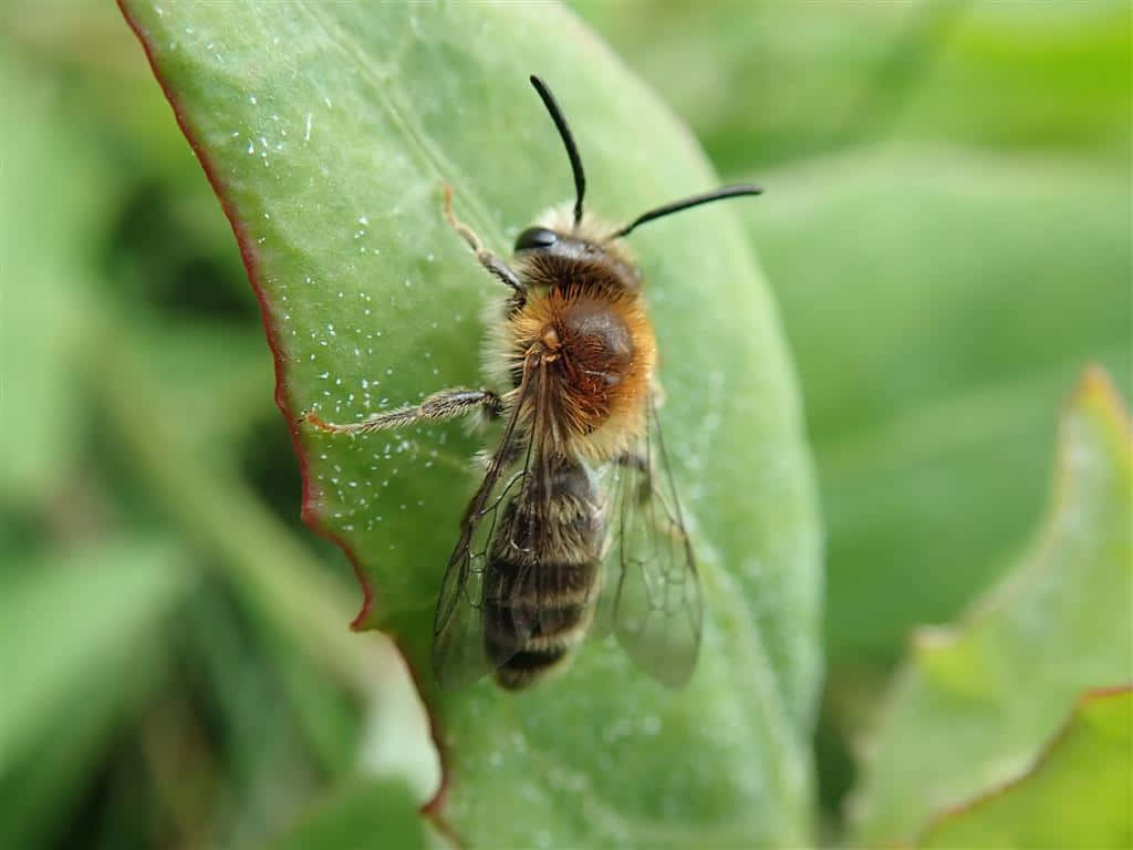 Mining Beeon Green Leaf Wallpaper