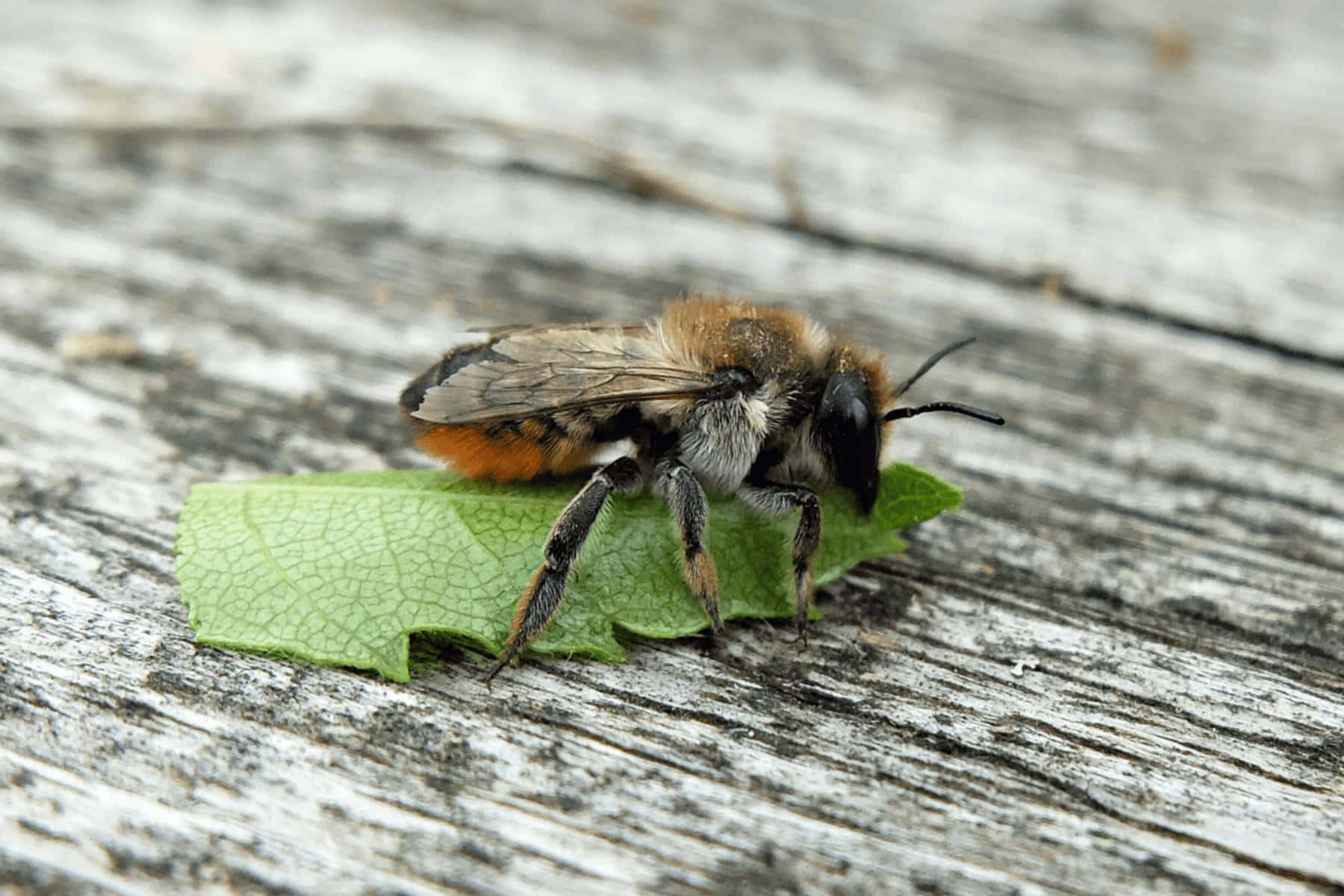 Mining Beeon Leaf Wallpaper