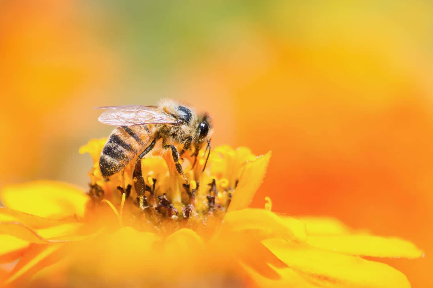 Mining Beeon Orange Flower Wallpaper