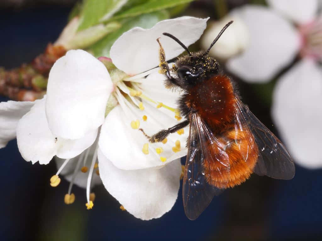 Mining Beeon White Blossom.jpg Wallpaper