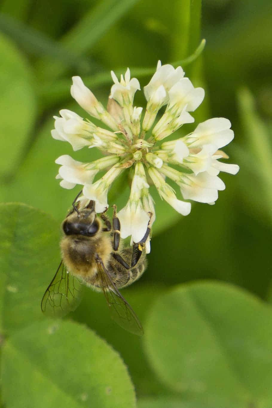 Mining Beeon White Clover Wallpaper