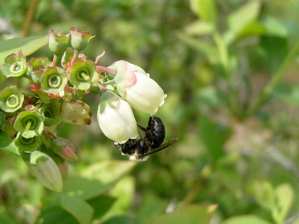 Mining Beeon White Flower.jpg Wallpaper