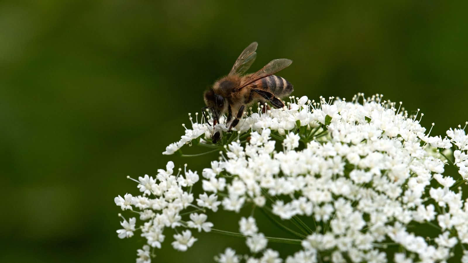 Mining Beeon White Flowers.jpg Wallpaper