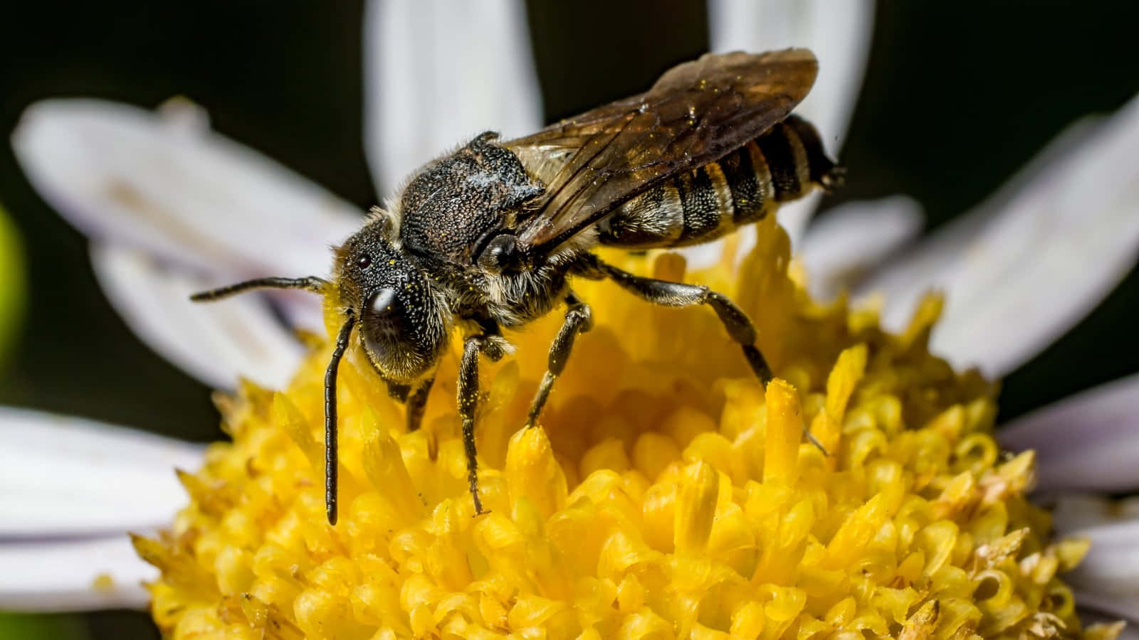 Mining Beeon Yellow Flower Closeup Wallpaper