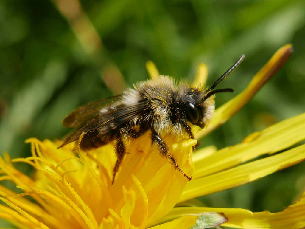 Mining Beeon Yellow Flower Wallpaper