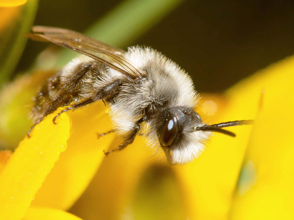 Mining Beeon Yellow Flower Wallpaper