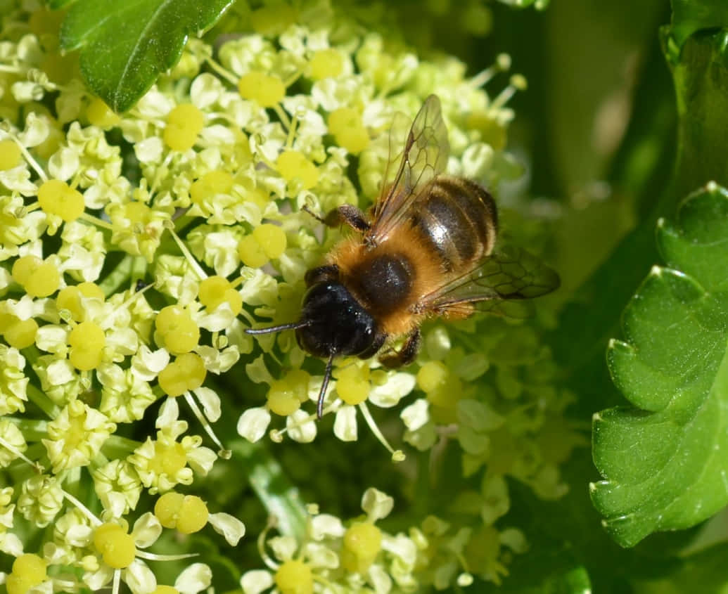 Mining Beeon Yellow Flowers Wallpaper