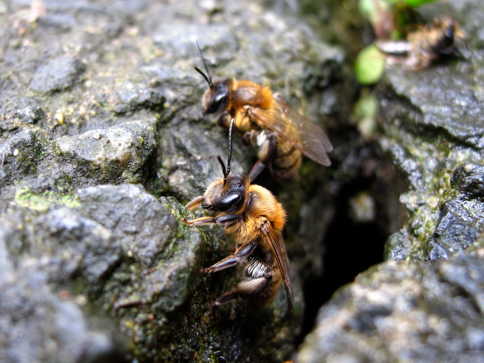 Mining Beeson Rock Surface Wallpaper