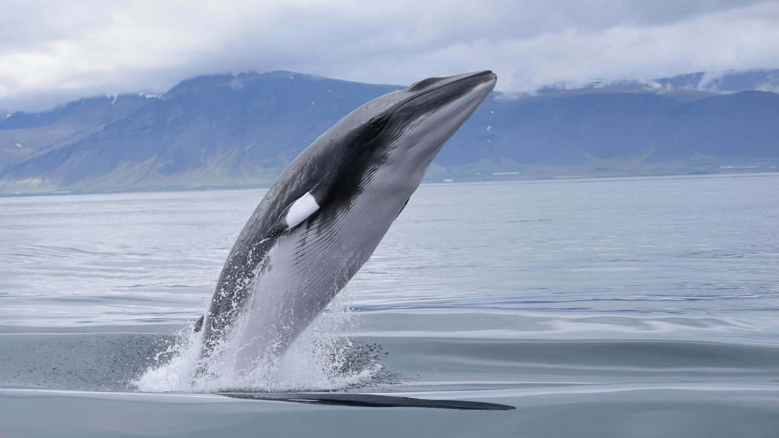 Minke Whale Breaching Near Mountainous Coastline.jpg Wallpaper