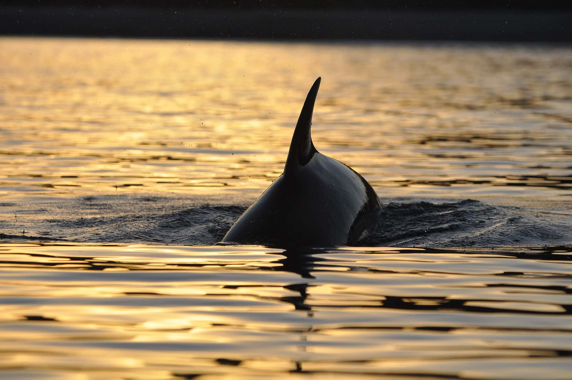 Minke Whale Dorsal Fin Sunset Wallpaper