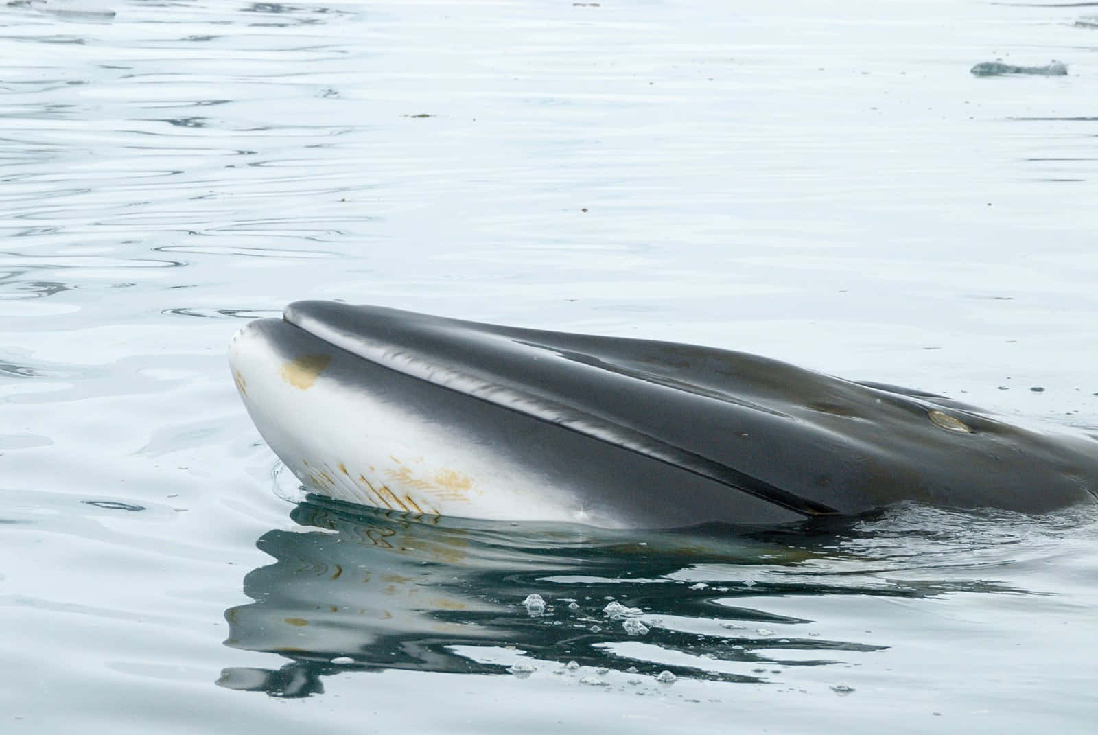 Minke Whale Surfacing Wallpaper