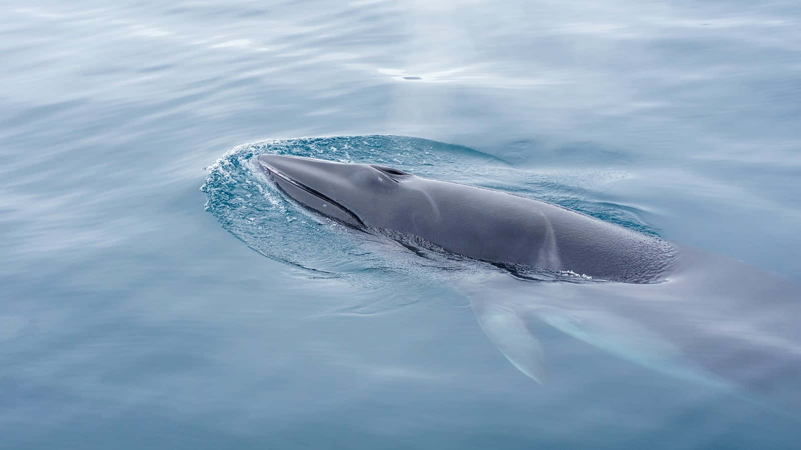 Minke Whale Surfacing Wallpaper