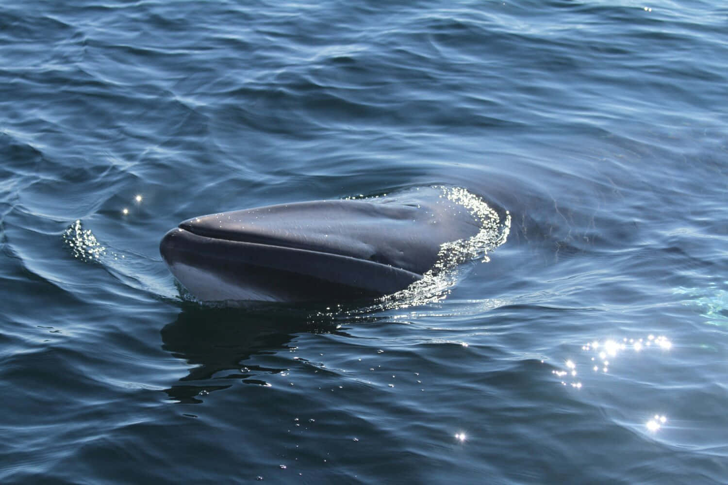 Minke Whale Surfacing Wallpaper