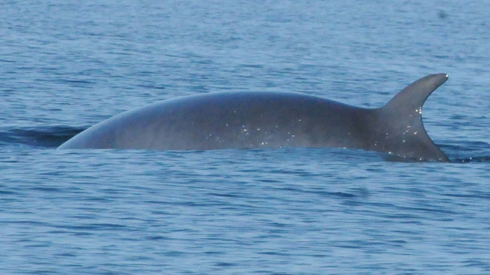 Minke Whale Surfacing Wallpaper