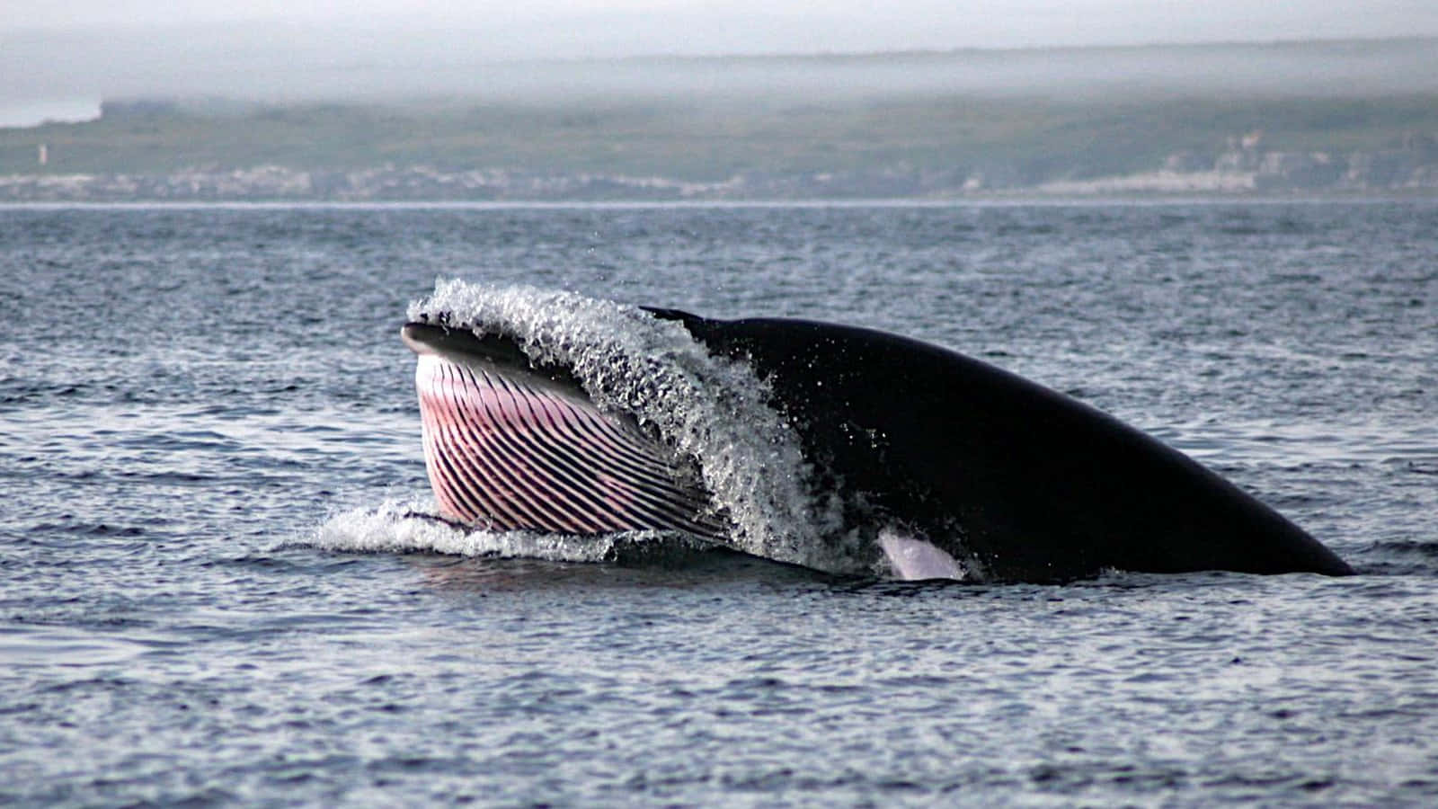 Minke Whale Surfacing Wallpaper