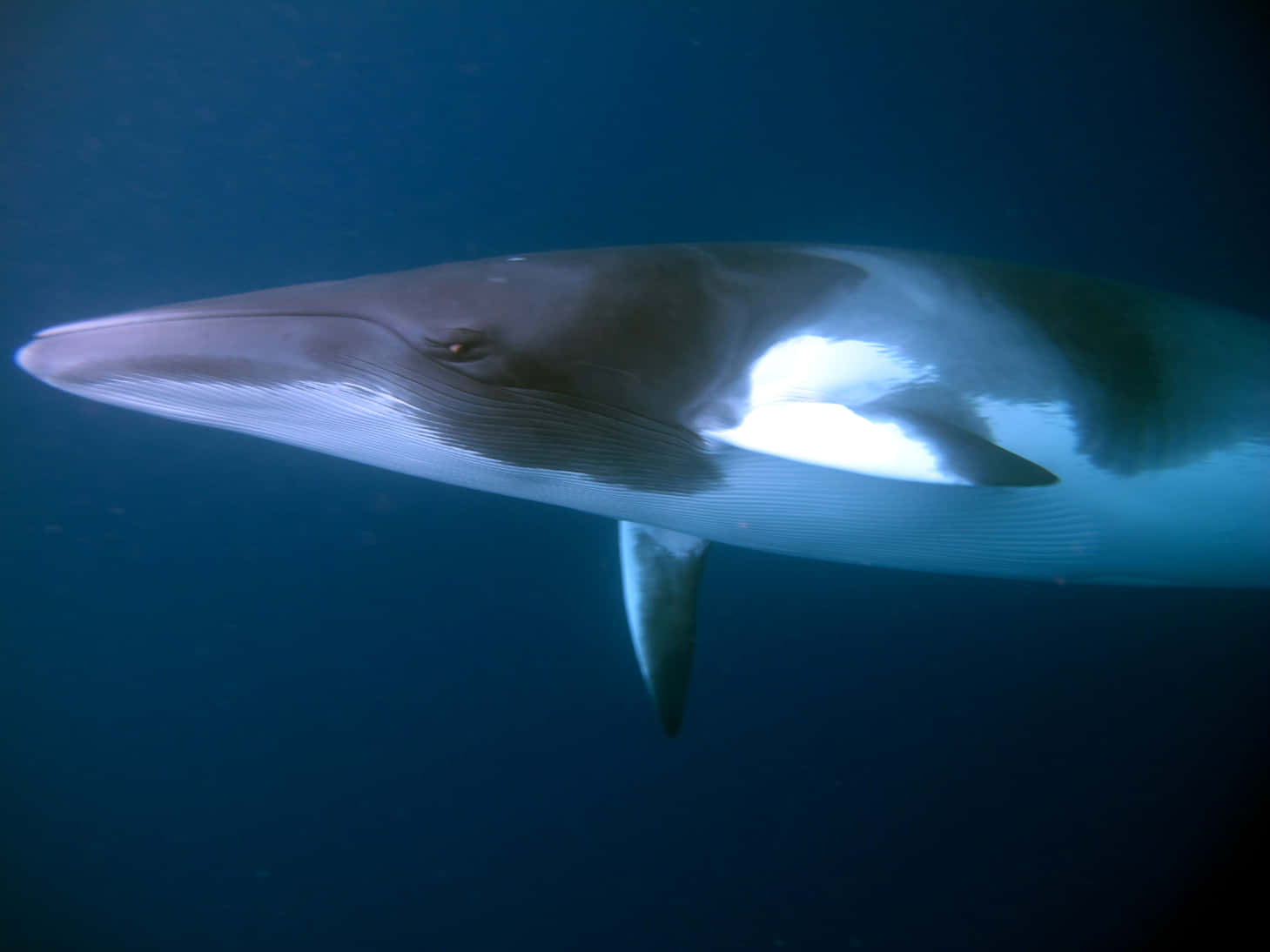 Minke Whale Underwater Portrait Wallpaper