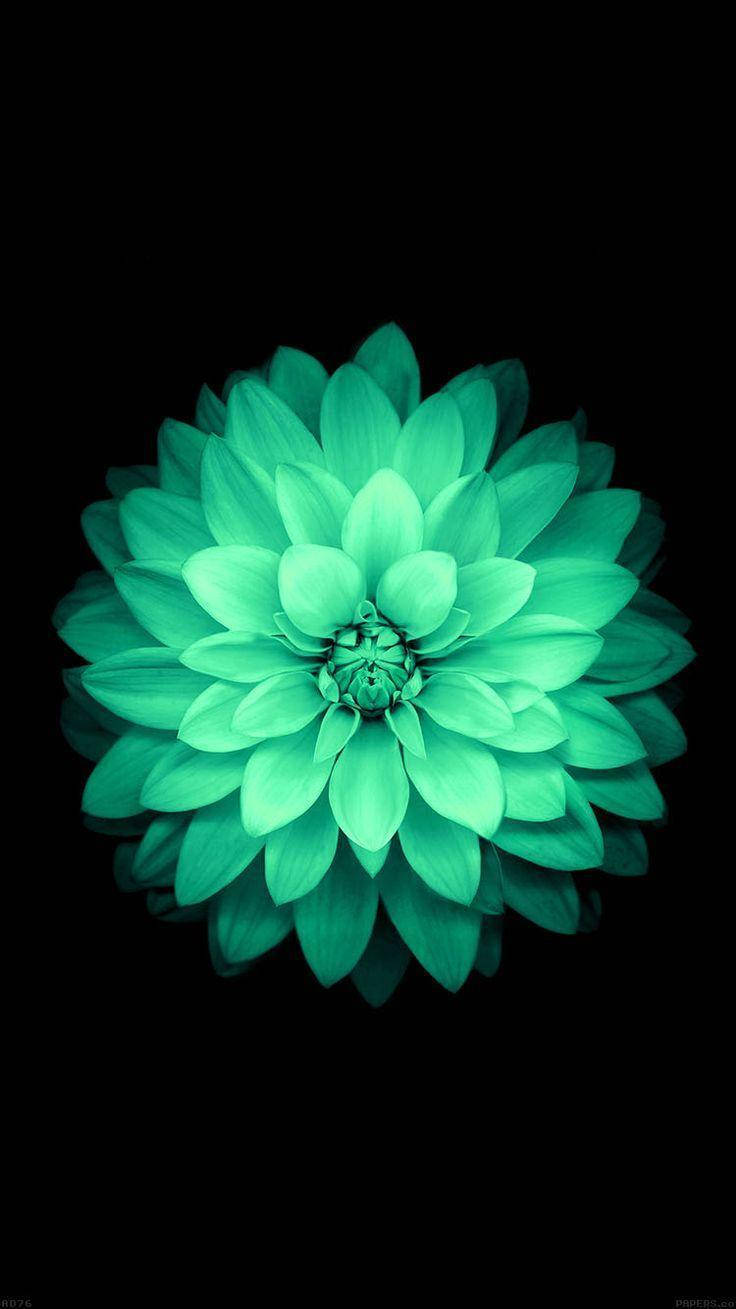 Mint Green Dahlia Flower Wallpaper