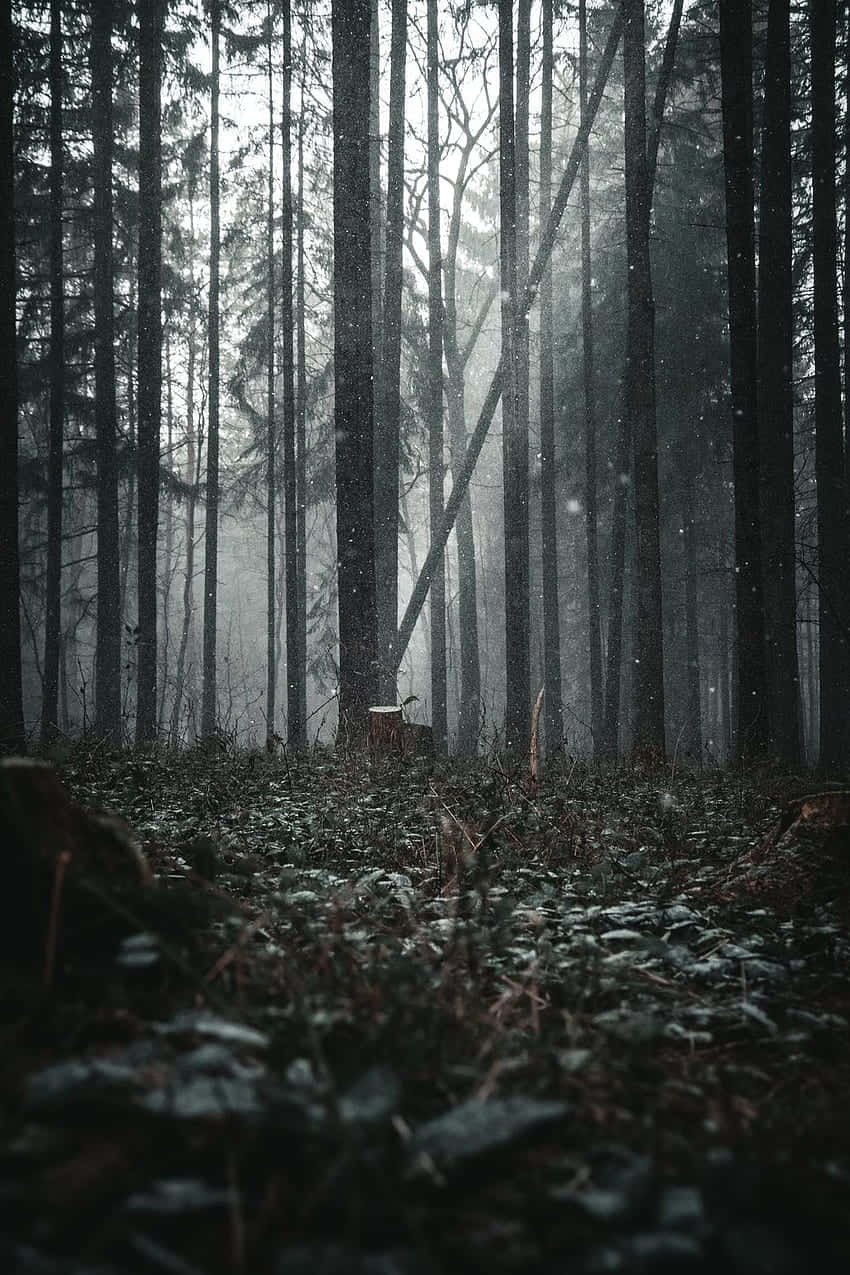 Misty Forest Gloom.jpg Wallpaper