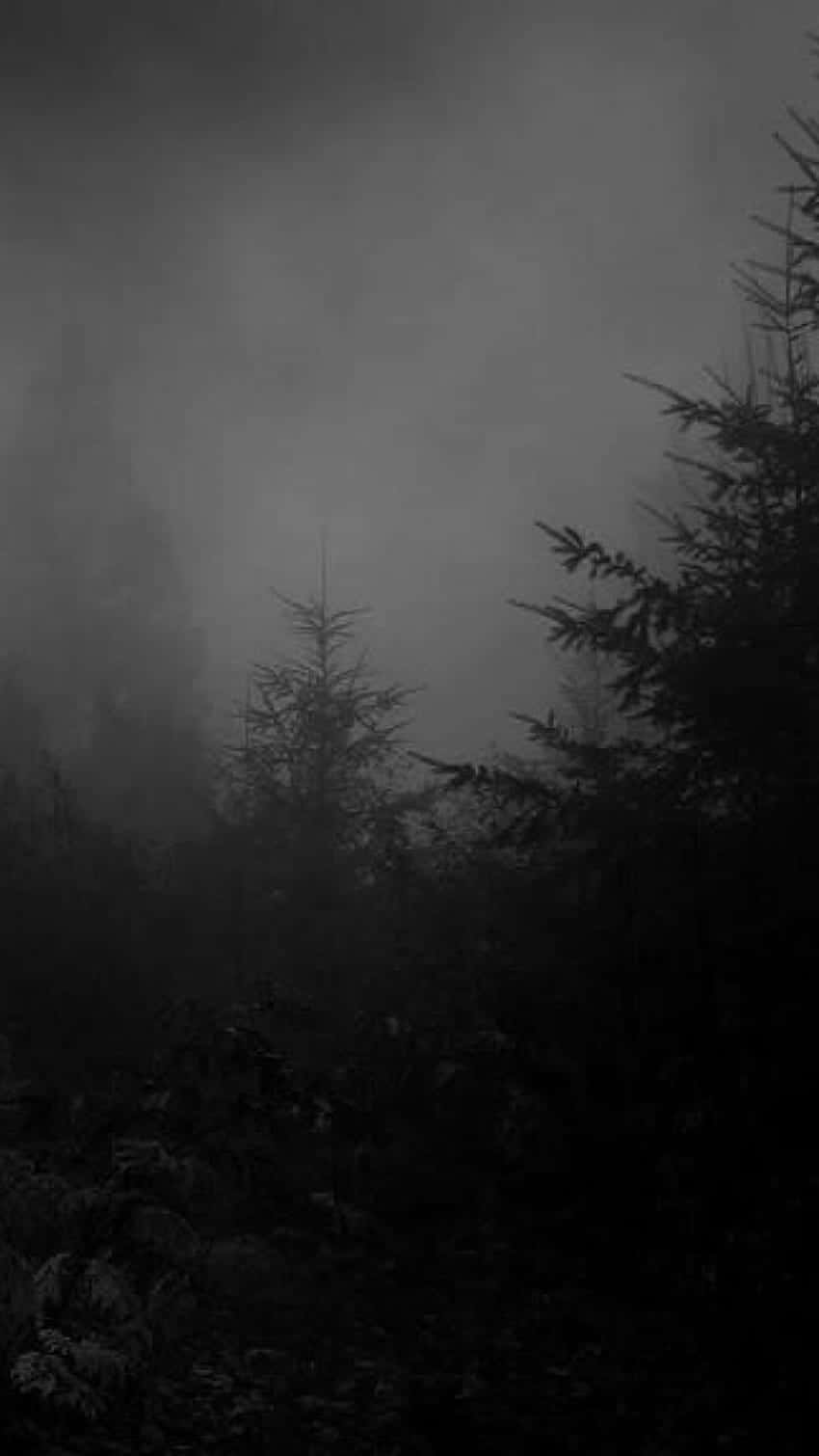 Misty Forest Gloom.jpg Wallpaper