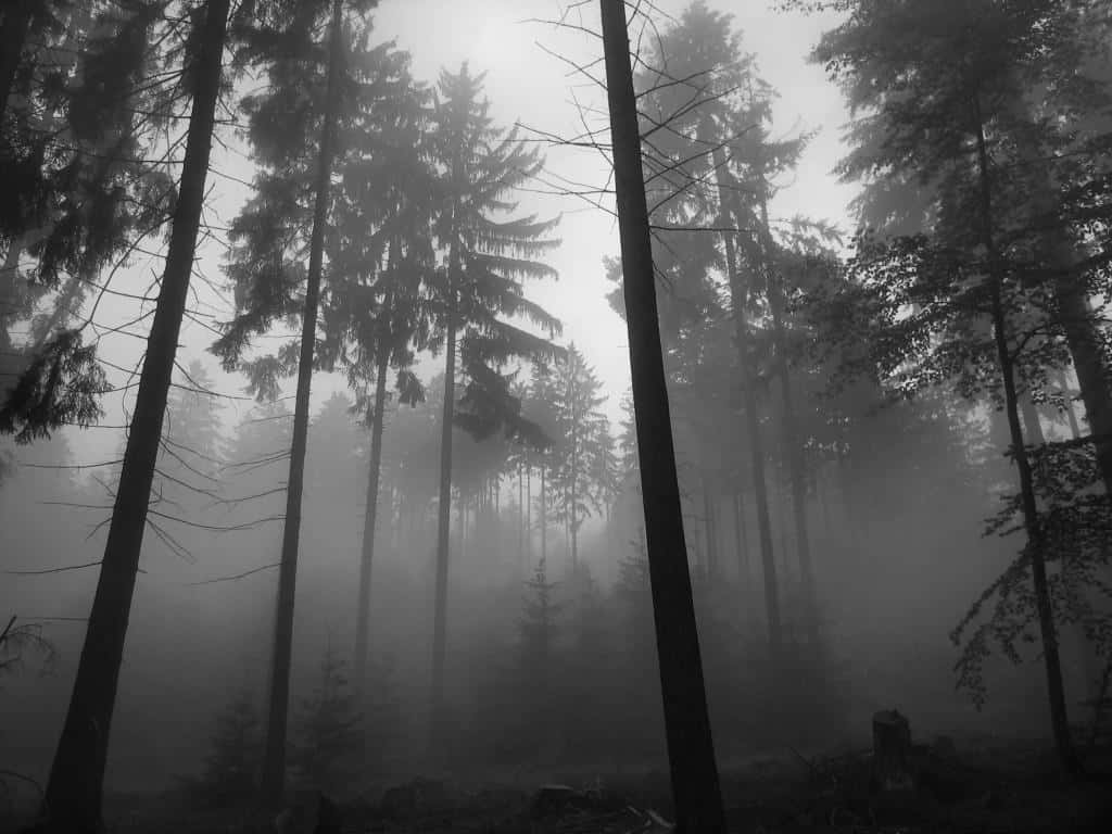 Misty Forest Grey Scale Wallpaper Wallpaper