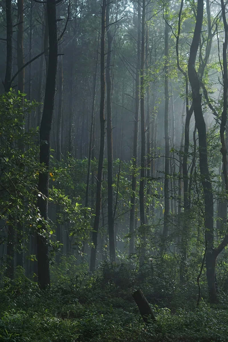 Misty Forest Morning.jpg Wallpaper