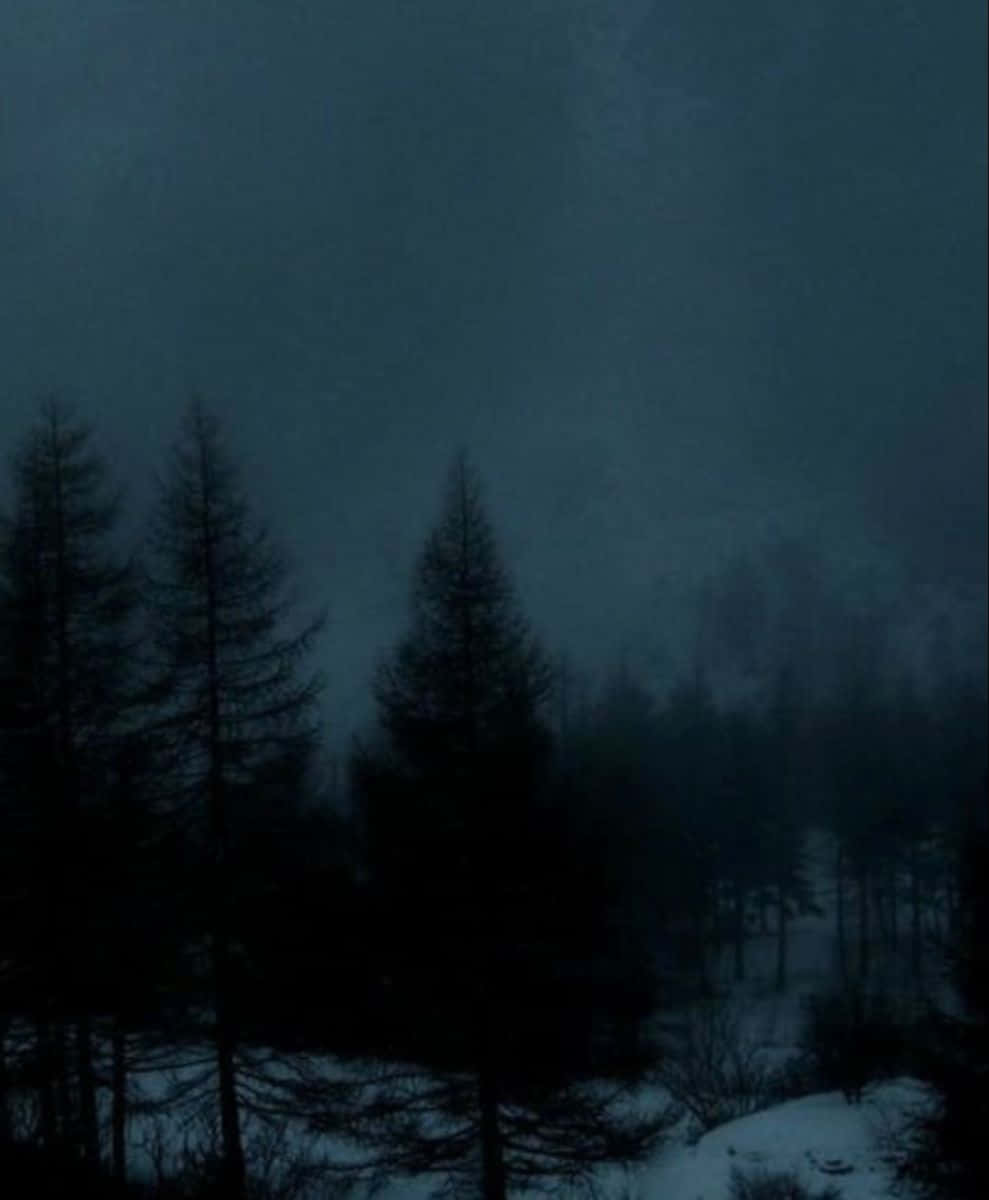 Misty_ Forest_ Nightfall Wallpaper