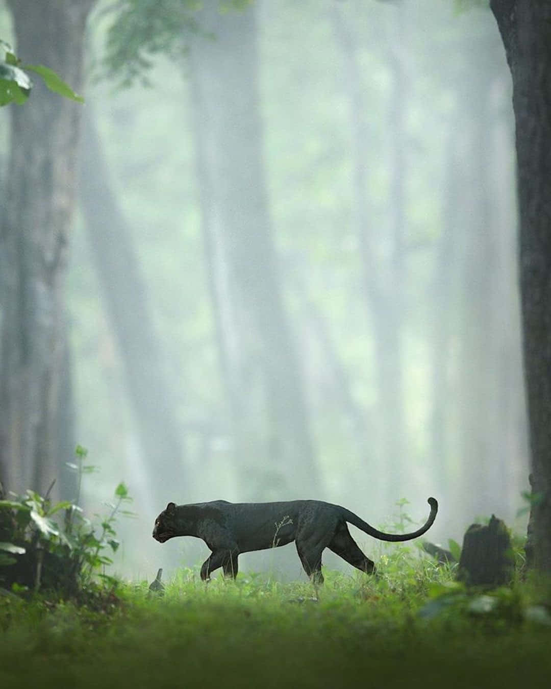 Misty Forest Panther Prowl.jpg Wallpaper