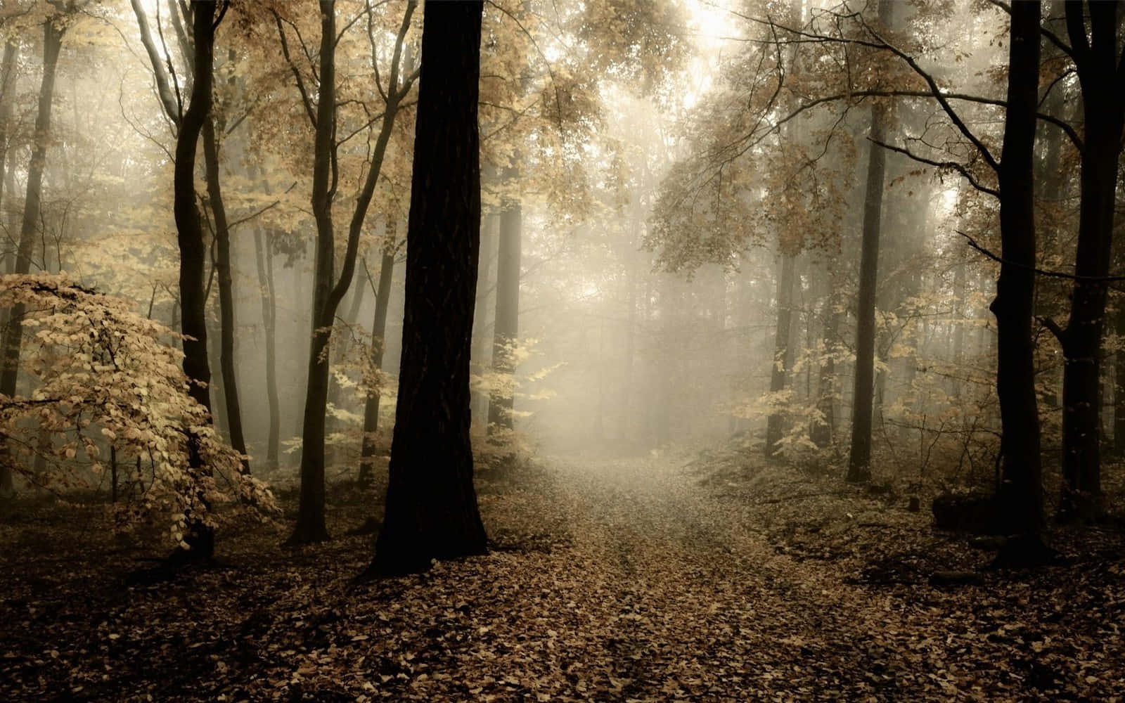 Misty Forest Path Autumn Wallpaper