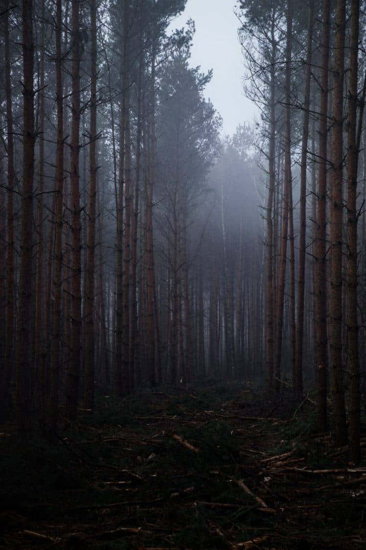 Misty Forest Path Dark Mood.jpg Wallpaper