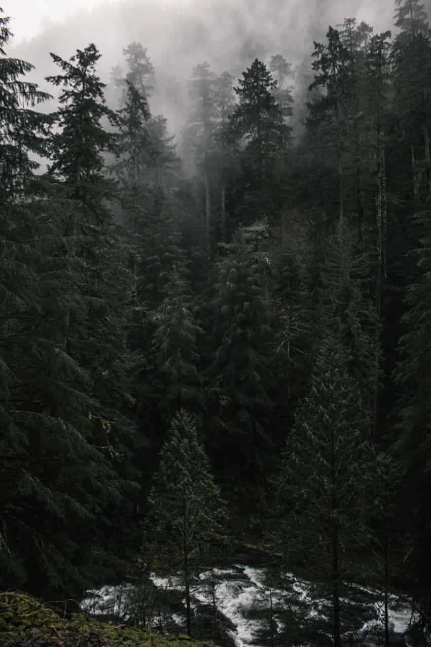 Misty_ Forest_ Stream_ Dark_ Cottagecore_ Aesthetic.jpg Wallpaper