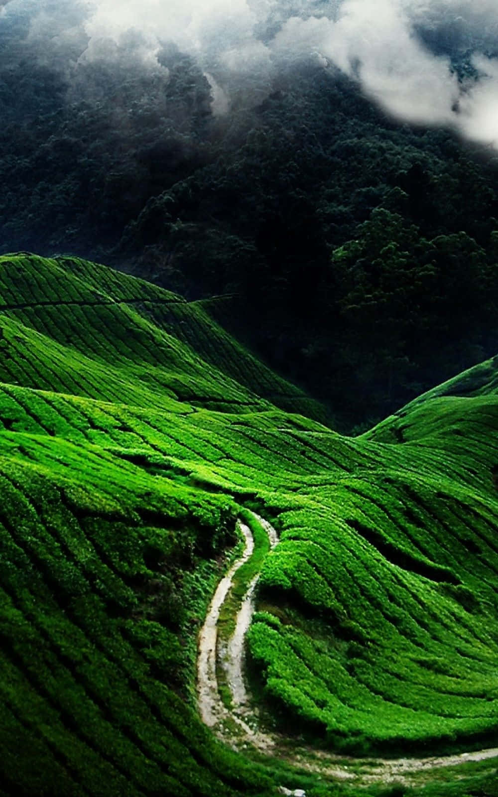 Misty Mountain Tea Plantation Path Wallpaper