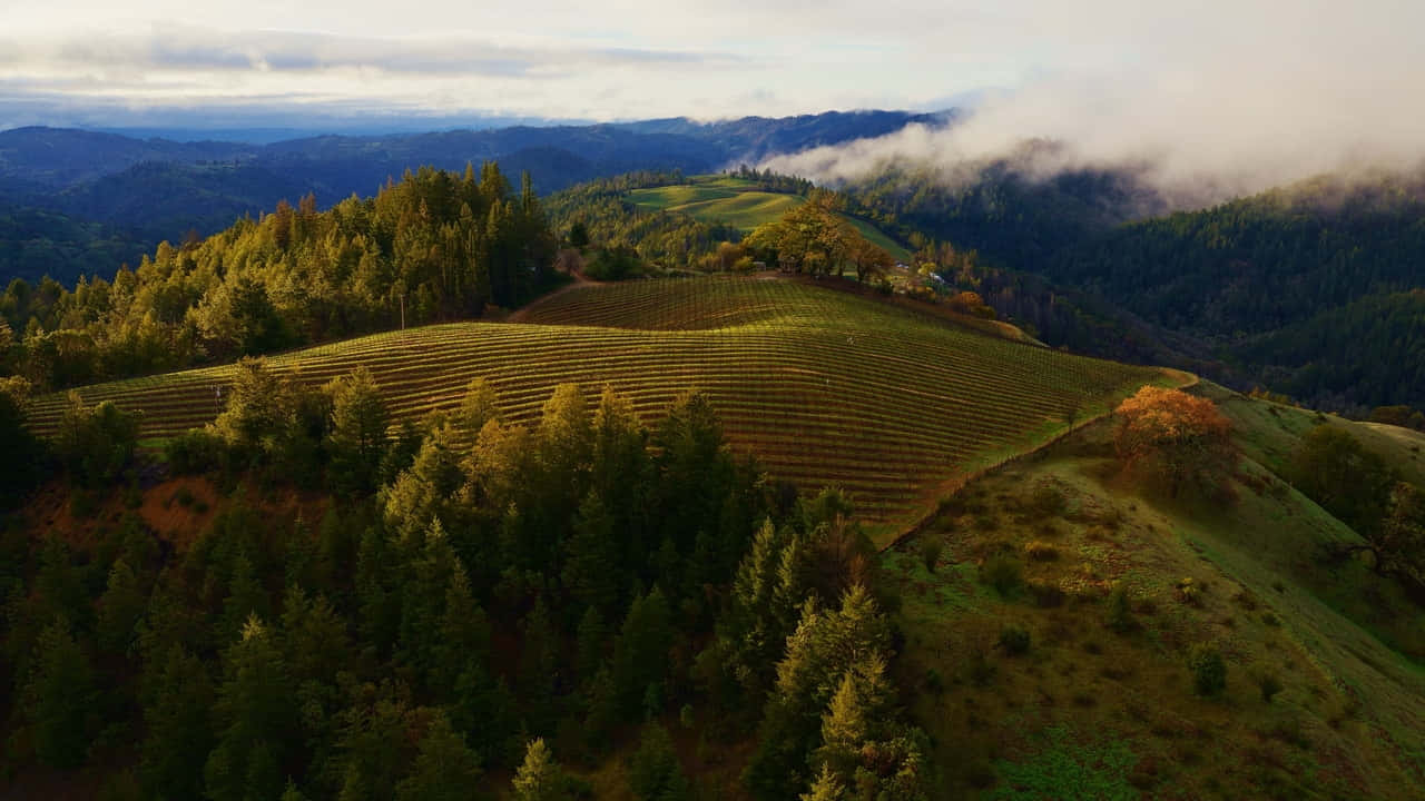 Misty Mountain Vineyard Landscape Wallpaper