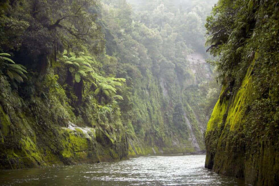 Misty River Gorge Whanganui Wallpaper