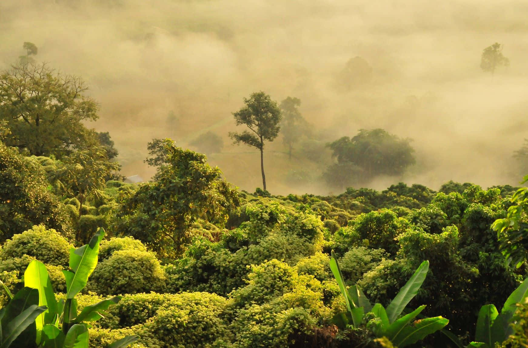 Misty_ Tropical_ Forest_ Landscape Wallpaper