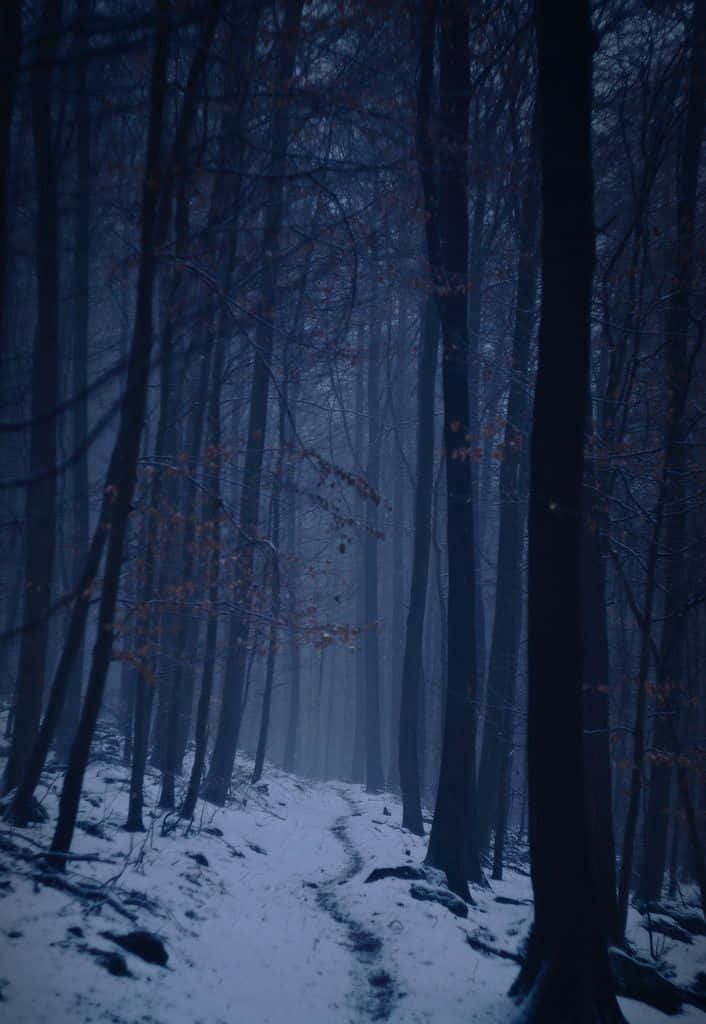 Misty_ Winter_ Forest_ Path.jpg Wallpaper