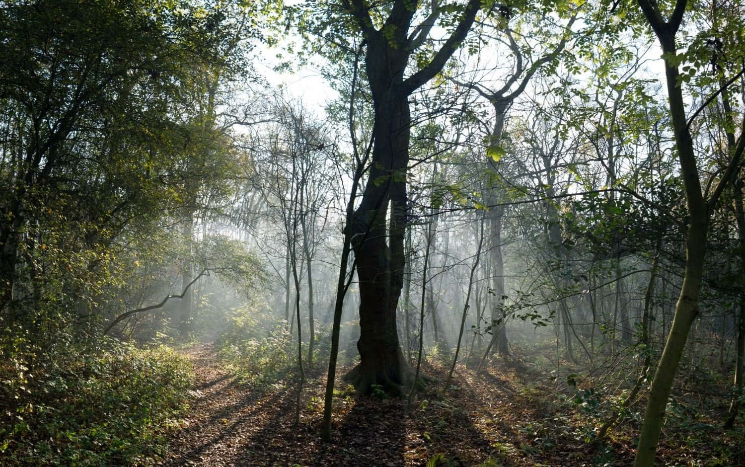 Misty Woodland Path Sunrise Wallpaper