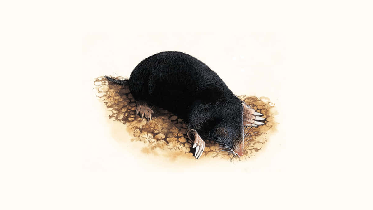 Mole Digging Through Soil Wallpaper