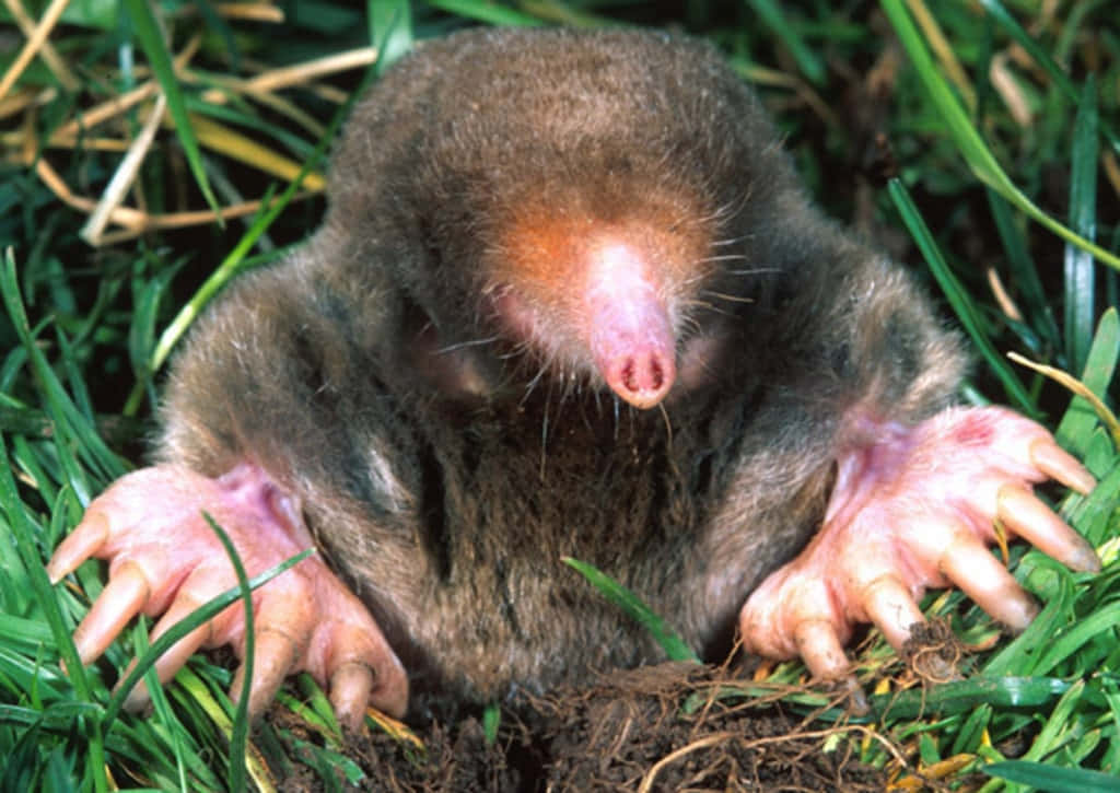 Mole Emerging From Burrow.jpg Wallpaper