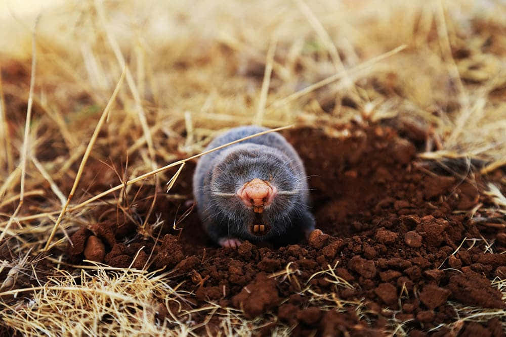 Mole Emerging From Burrow.jpg Wallpaper