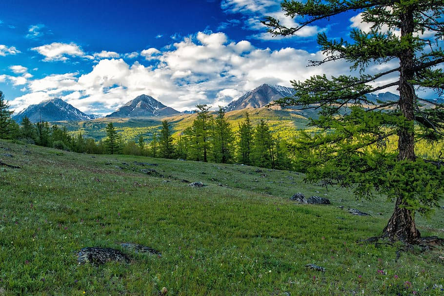 Mongolias Mountains Pine Trees Wallpaper