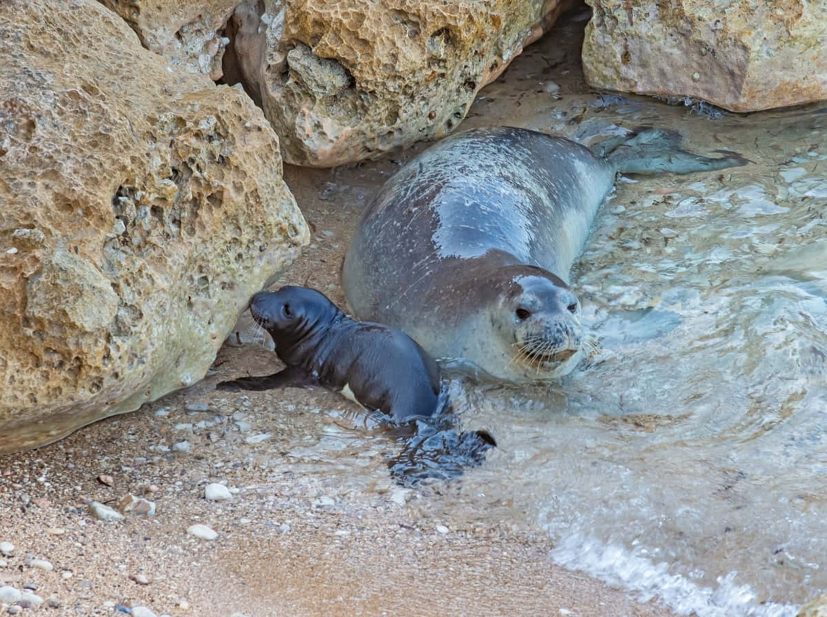 Monk Seal Motherand Pup Resting Wallpaper