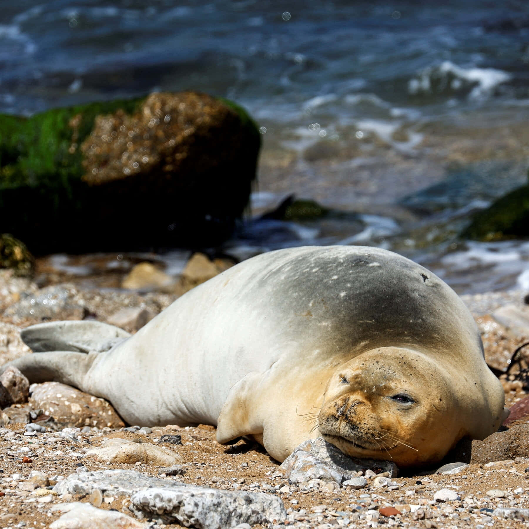 Monk Seal Restingon Beach Wallpaper