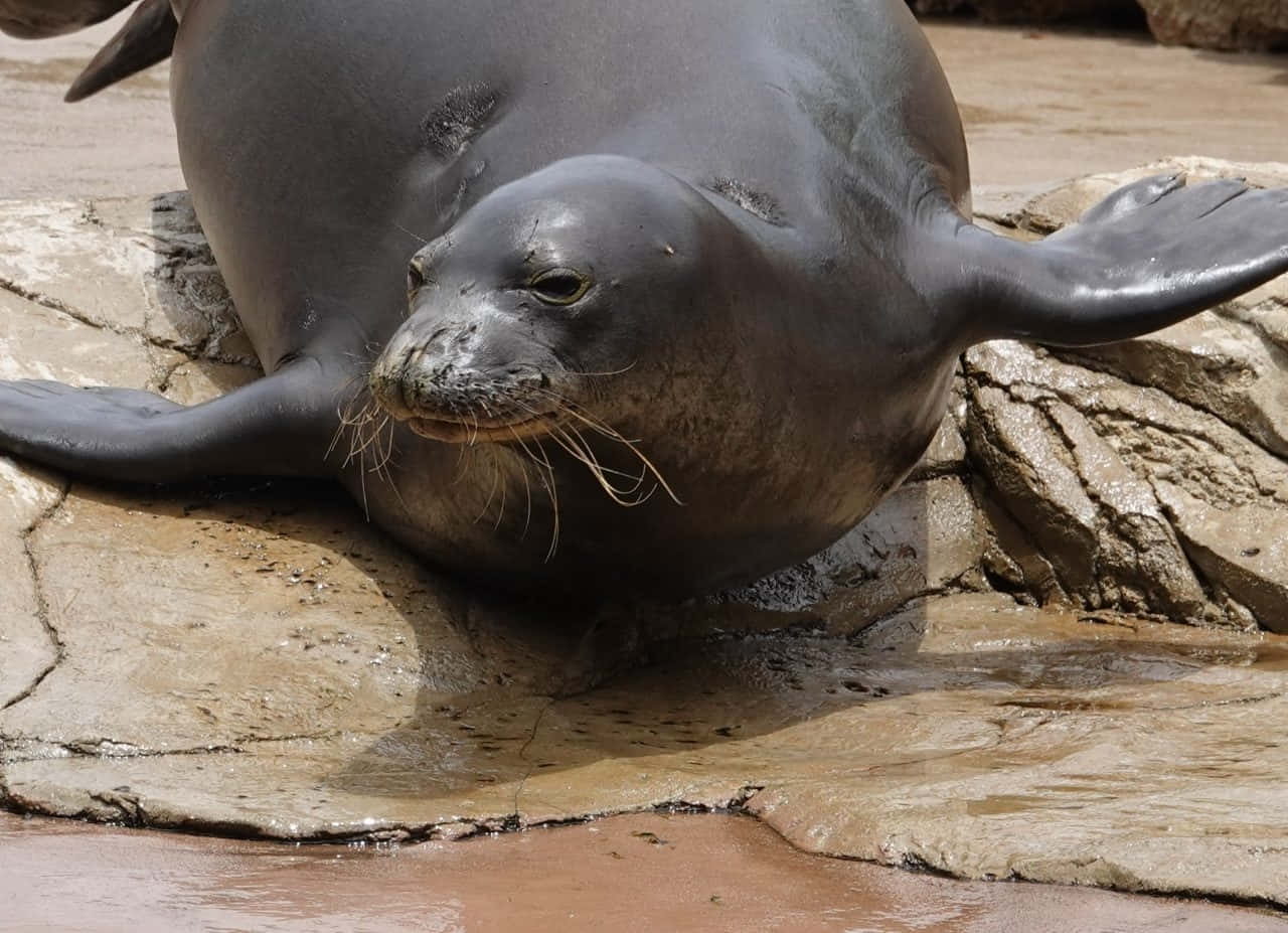 Monk Seal Restingon Rocks Wallpaper