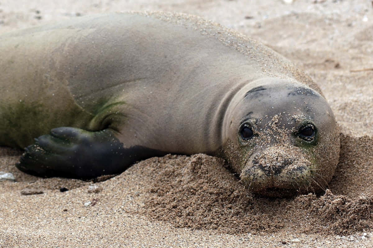 Monk Seal Restingon Sand Wallpaper