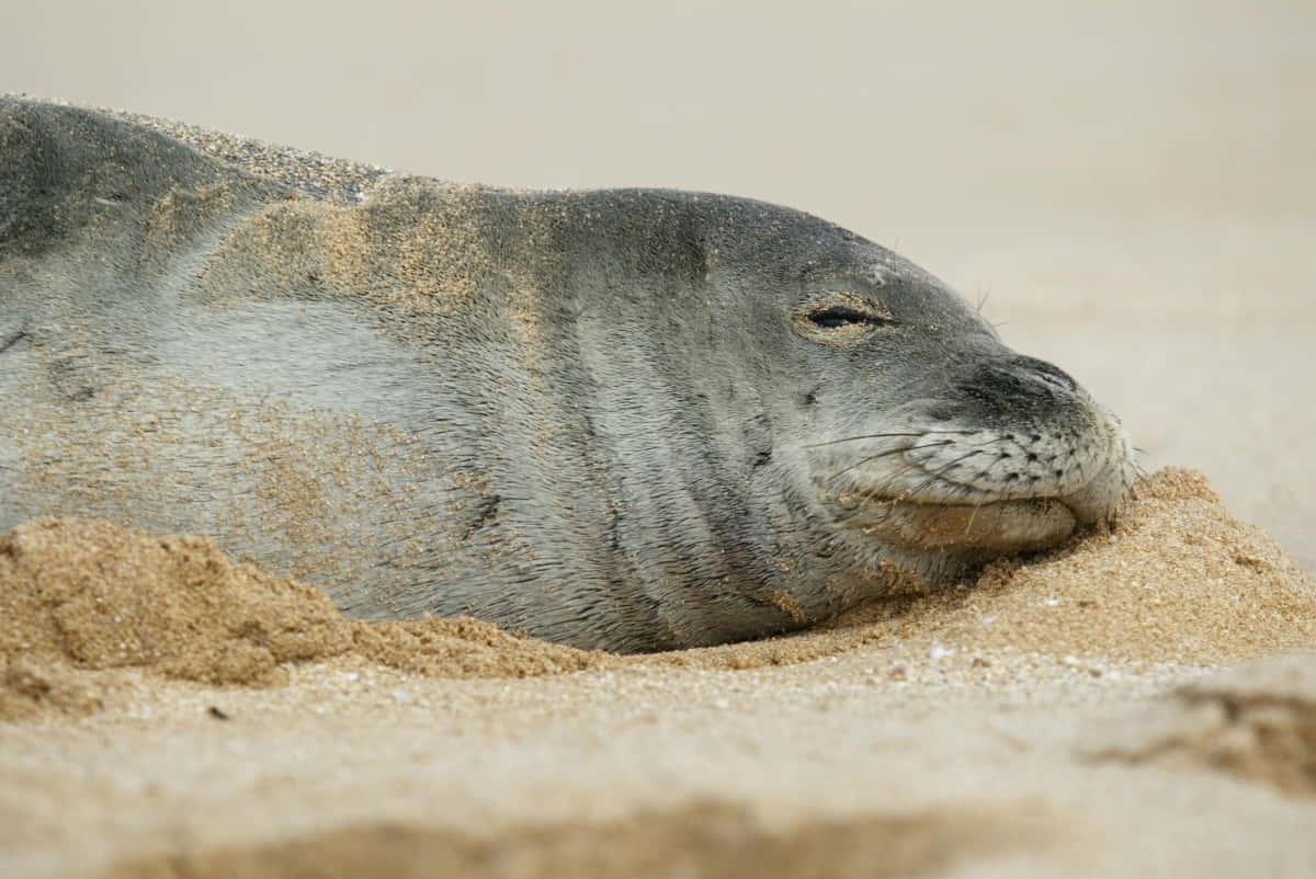 Monk Seal Restingon Sand Wallpaper