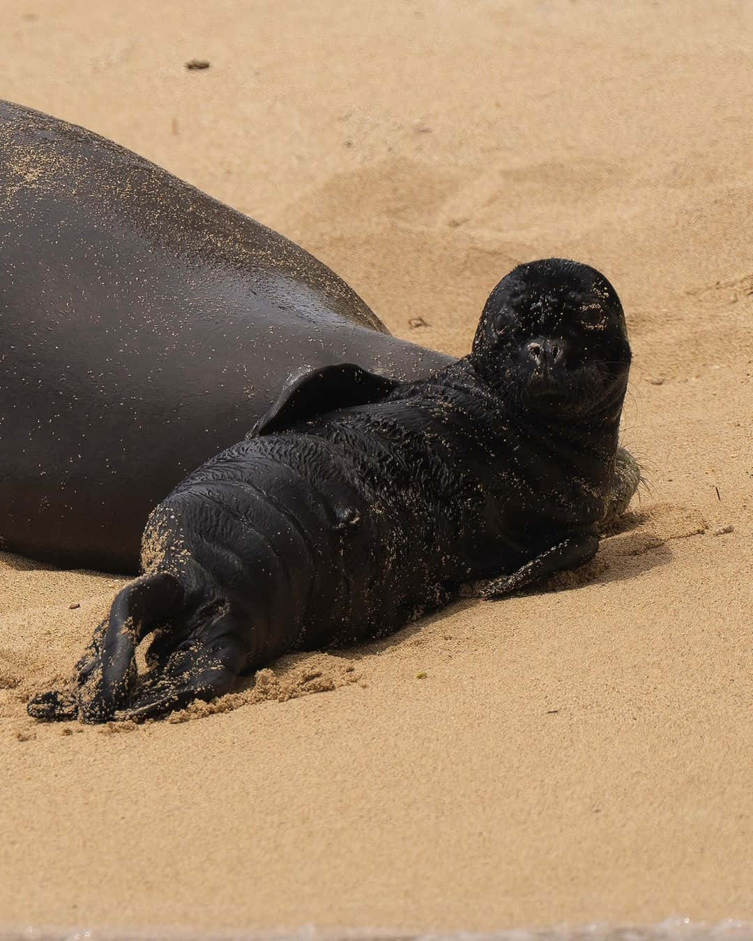 Monk Seal Restingon Sandy Beach Wallpaper