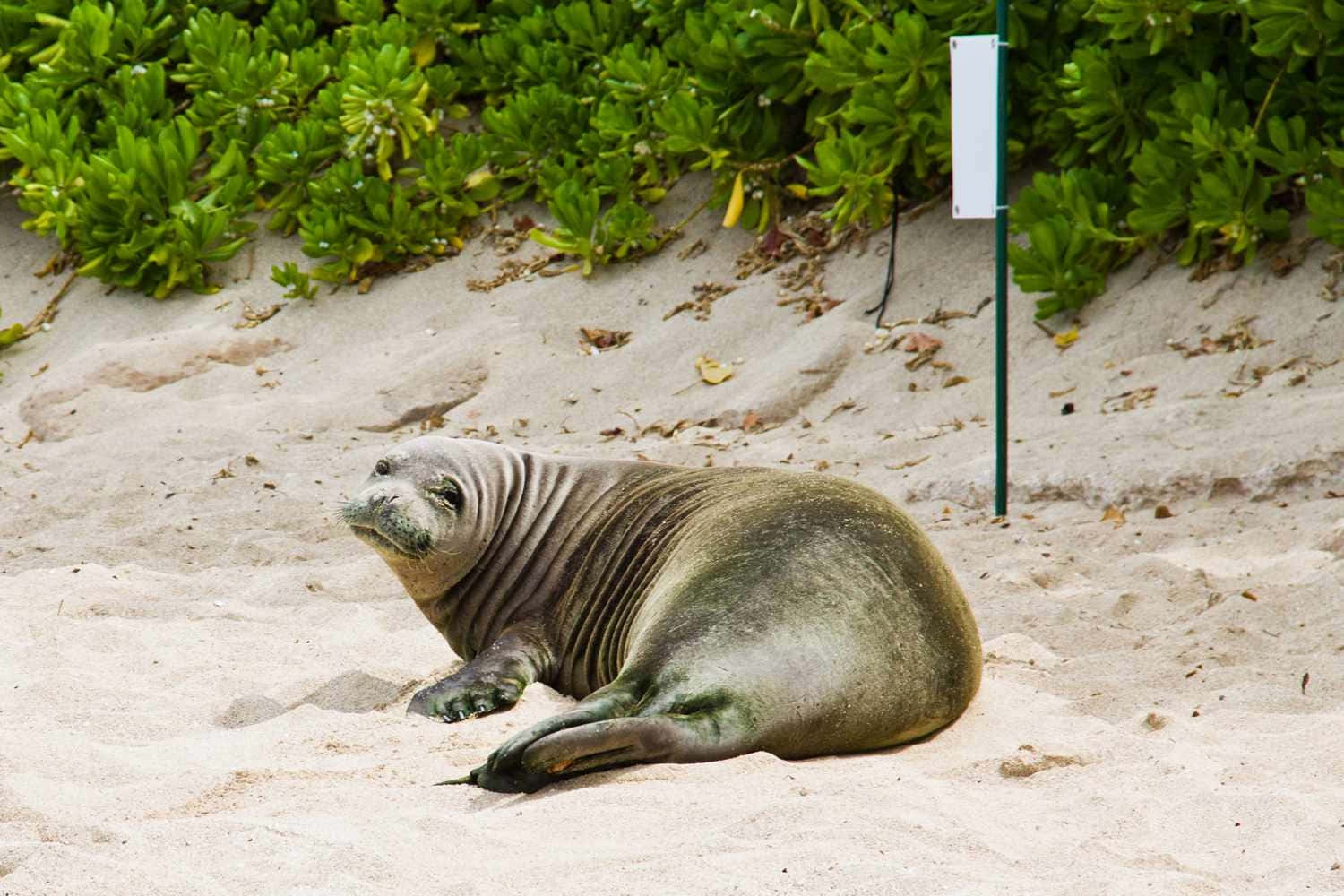 Monk Seal Restingon Sandy Beach Wallpaper